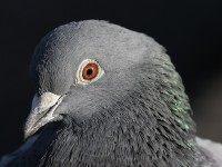 Pigeon-close-up-on-head