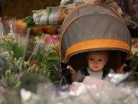 San Francisco baby (Justin Sullivan / Getty)