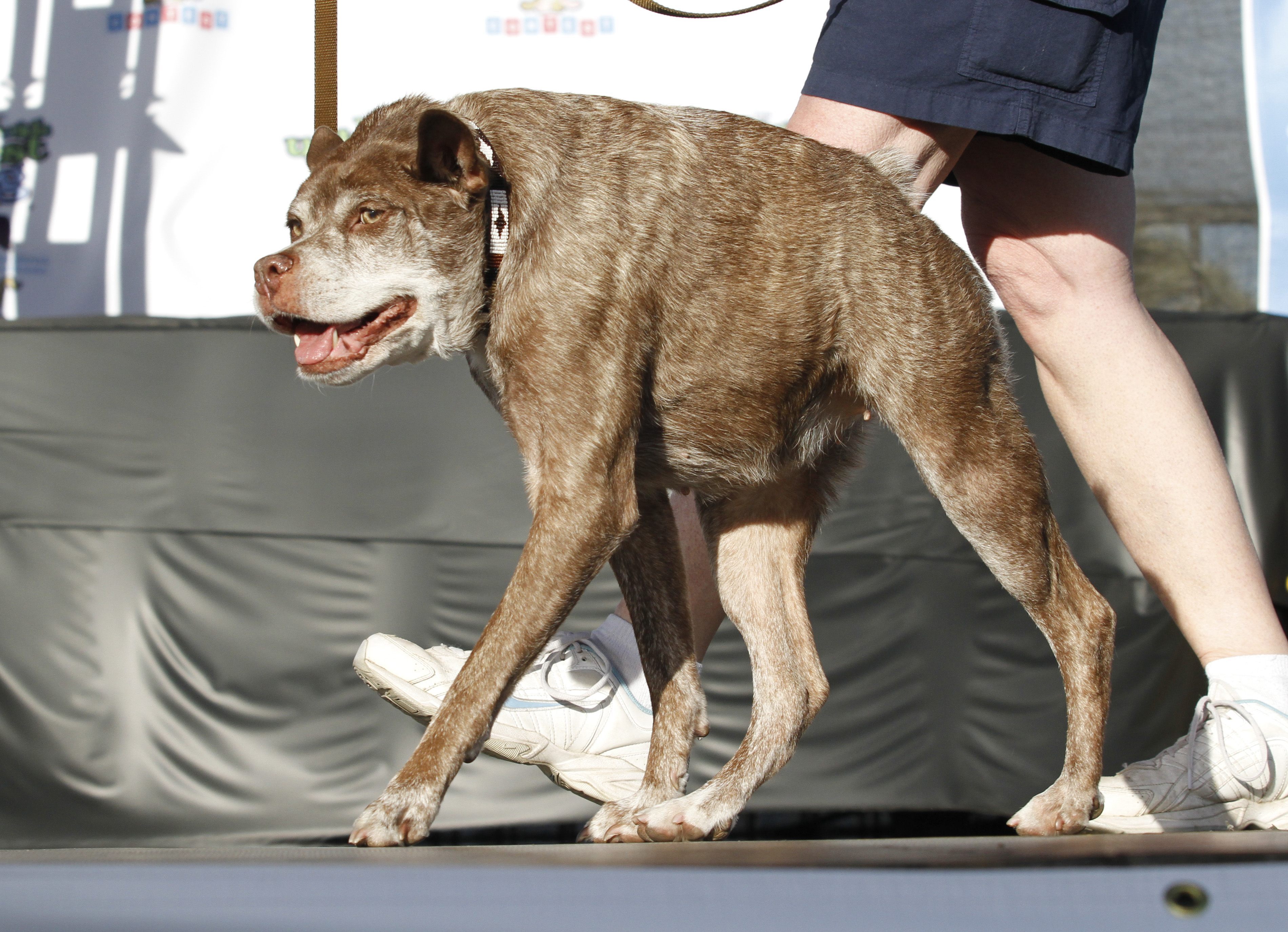 deformed-mutt-is-crowned-world-s-ugliest-dog-breitbart