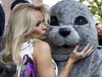 Dog vs. Sea Lion: California Mammal Encounter