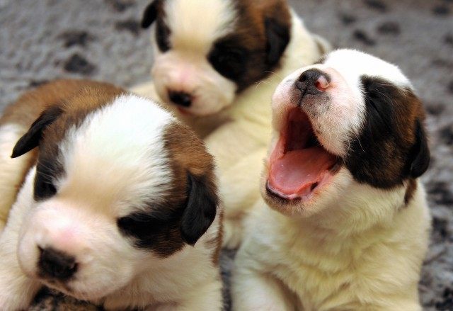 Two-week-old puppies play on June 4, 200