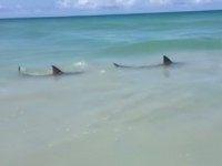 sharks-waveland-beach