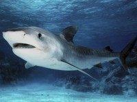 Biosphoto / Minden Pictures / Mike Parry/AFP