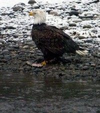 America's oldest bald eagle found dead in New York