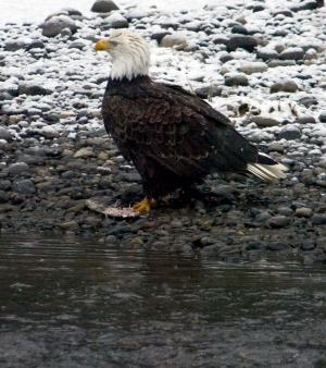 America's oldest bald eagle found dead in New York