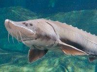 ID_LakeSturgeon_1200x490