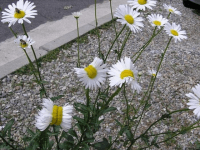 Screen Shot 2015-07-24 at 9.17.57 AM