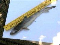 Shark-drops-from-the-sky-into-Virginia-womans-yard