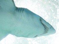 Shark from below (Enrique Céspedes / Flickr / CC / Cropped)