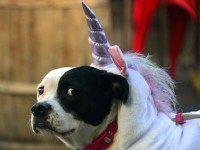Unicorn dog (Frederic J. Brown / AFP / Getty)