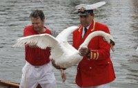 Barber the Queens Swan Marker, lifts a swan ashore during the annual Swan Upping census along the river Thames, at Staines-on-Thames, southern England