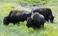 Scientists, feds aim to curb spread of brucellosis in Yellowstone