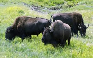 Scientists, feds aim to curb spread of brucellosis in Yellowstone