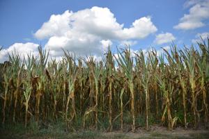 How do biofuel perennials affect the water cycle?