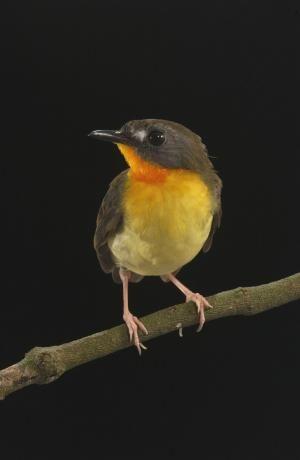 Biologists teach birds a foreign language in Australia