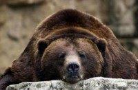 Crude oil shrugs off bear market signs