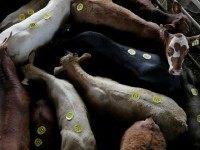 Cattle Rustling