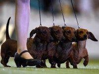 Dachshunds (Patrik Stollarz / AFP / Getty)