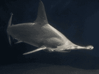 Hammerhead (su neko : Flickr : CC : Cropped)