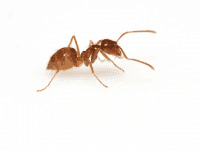 crazy ants