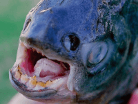 Pacu fish (Jacob Lopez / Yuma Sun / Associated Press)