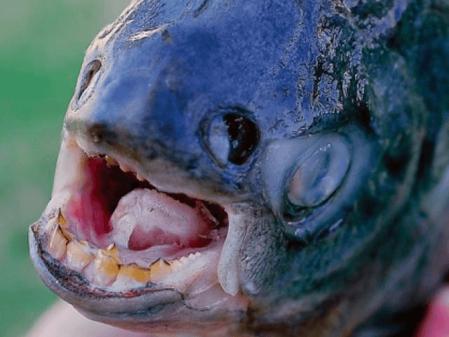 Fish With 'Human' Teeth Found in California