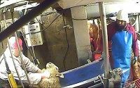 Sheep mistreatment