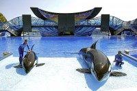 SeaWorld