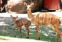 Study: Hunters have vertical pupils, the hunted have horizontal pupils