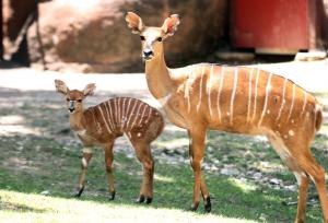 Study: Hunters have vertical pupils, the hunted have horizontal pupils