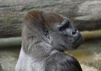 Study: Apes may not be that far away from talking