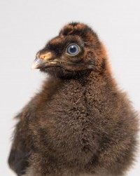 Saint Louis Zoo hatches cute, fuzzy and incredibly rare horned guan chicks