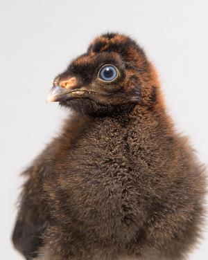 Saint Louis Zoo hatches cute, fuzzy and incredibly rare horned guan chicks