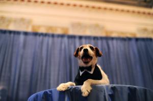 Uggie, the scene-stealing canine star of 'The Artist,' dead at 13