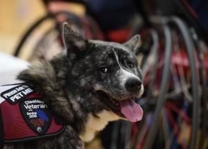 National Dog Day: 10 'aww'-inspiring canine personas