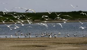 By 2050, 99 percent of seabirds will have eaten plastic