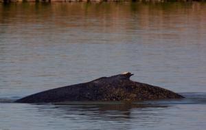 Conservation group questions TransCanada pipeline