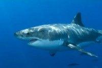 Cape Cod beaches closed after Great White shark seen attacking seal