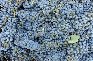 Australian researchers want to turn wine waste into biofuel