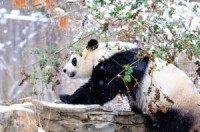 National Zoo panda likely pregnant: Apparent fetus found on ultrasound