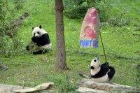 Washington DC's National Zoo hopeful for panda pregnancy