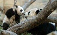 National Zoo's giant panda Mei Xiang gives birth to twin cubs
