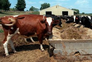 Chemical cow feed additive to counter bovine farts