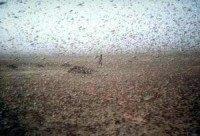 Swarms of locusts invade southern Russia, destroying crops