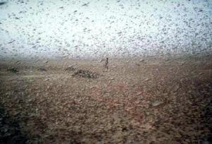 Swarms of locusts invade southern Russia, destroying crops