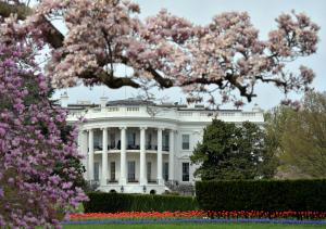 White House hires first openly transgender staff member