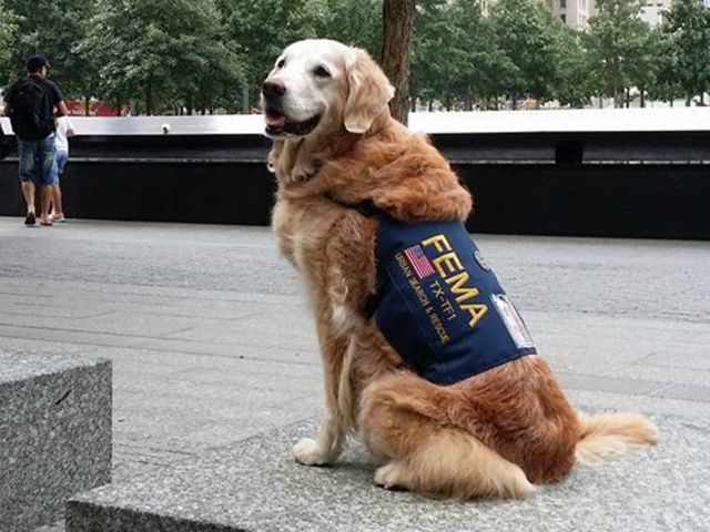 Last Surviving 9/11 Rescue Dog Visits Ground Zero - Breitbart