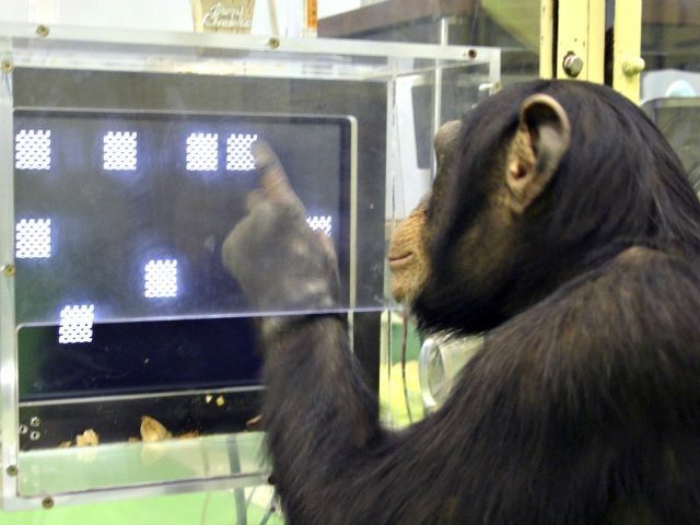 Chimp memory test Tetsuro MatsuzawaPrimate Research InstituteAP