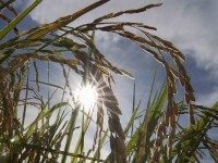 Rice (Romeo Gacad / AFP / Getty)