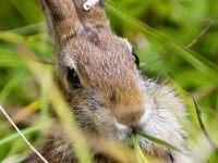 A New England cottontail rabbit is seen after it's release at Ambrose Farm in Dover, N.H. Friday, Sept. 11, 2015, celebrating the success of conservation efforts in protecting the species. (John Huff /Foster's Daily Democrat via AP) MANDATORY CREDIT